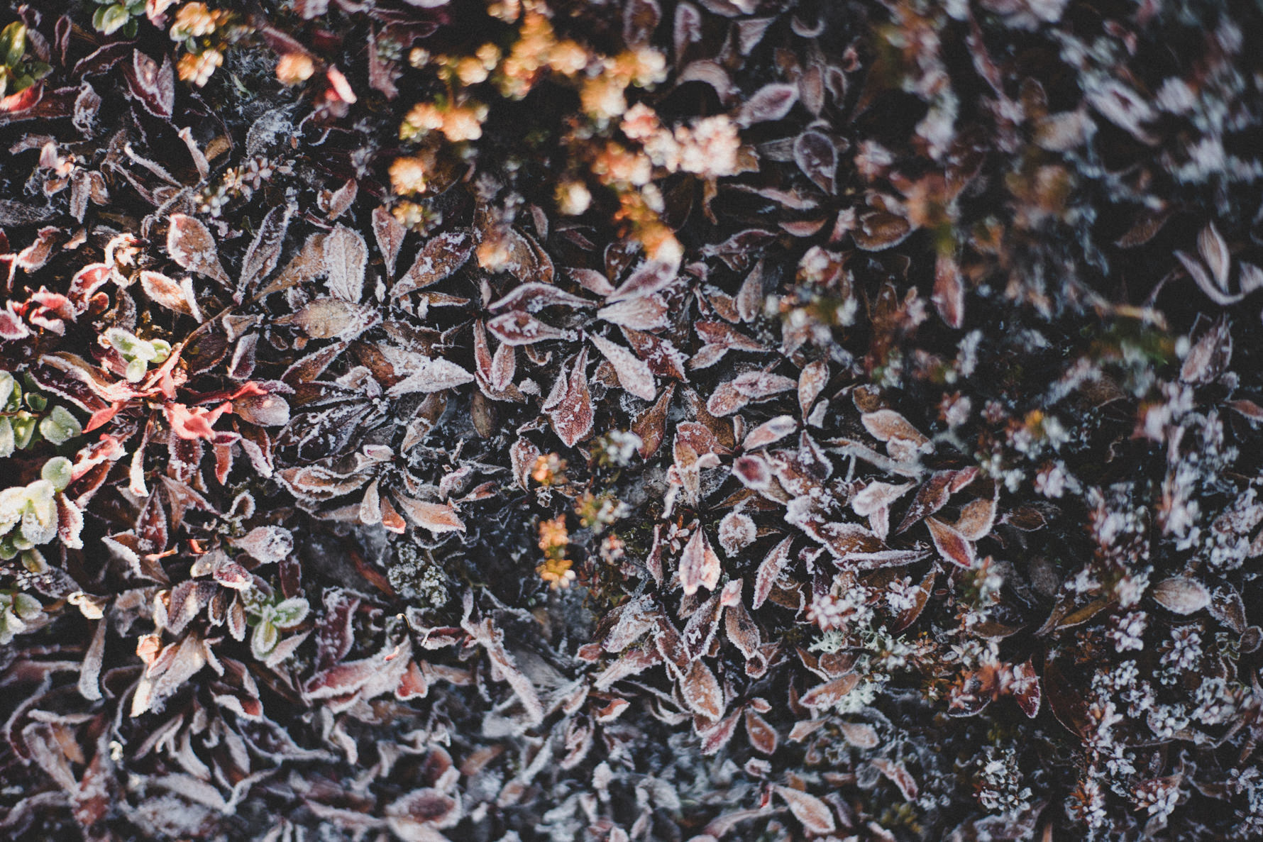 hiking-lofoten-norway-8_